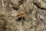 Nursery Web Spiders