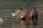 Nutria, Coypu