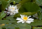 Nymphaea alba