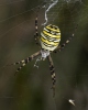 Orb-weaving Spider