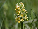 Orchide sambucina