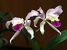 Orchidea sp.