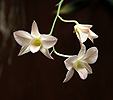 Orquídia