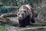 Orso grizzly