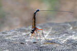 Parasitic Wasp