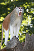 Patas Monkey