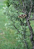 Pawica gruszówka