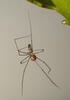 Pholcus phalangioides