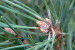 Pinus sylvestris