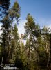 Pinus uncinata var.rotundata