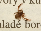 Pseudoscorpionida