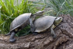 Purva bruņurupucis