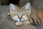 Pustinjska mačka