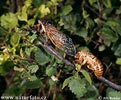 Red Cicada