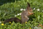 Red Squirrel