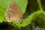 Ringlet