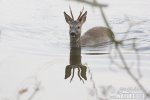 Roe Deer