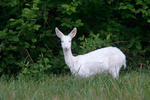 Roe Deer - Doe - Albino