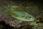 Ruffe