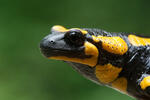 Salamandra de foc