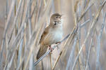 Savi's Warbler