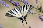 Scarce Swallowtail