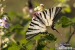 Scarce Swallowtail