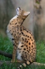 Serval katachtige
