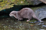 Smal-clawed Otter