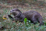 Smal-clawed Otter