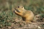 Spermophilus citellus