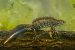 Storsalamander