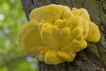 Sulphur Polypore