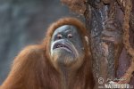 Sumatros orangutanas