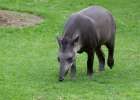 Tapiro del Sudamerica