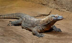 Varanus komodoensis