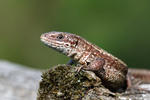 Viviparous Lizard