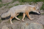 Vulpes corsac