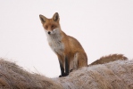 Vulpes vulpes