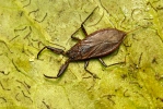 Water Scorpion