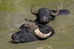 Waterbuffel