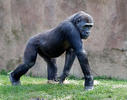 Westelijke gorilla