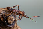 Western Conifer Seed Bug