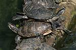 Yellow-bellied Turtle