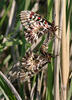 Zuidelijke pijpbloemvlinder