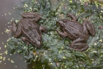 צפרדע הנחלים