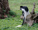东黑白疣猴