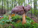안장마귀곰보버섯