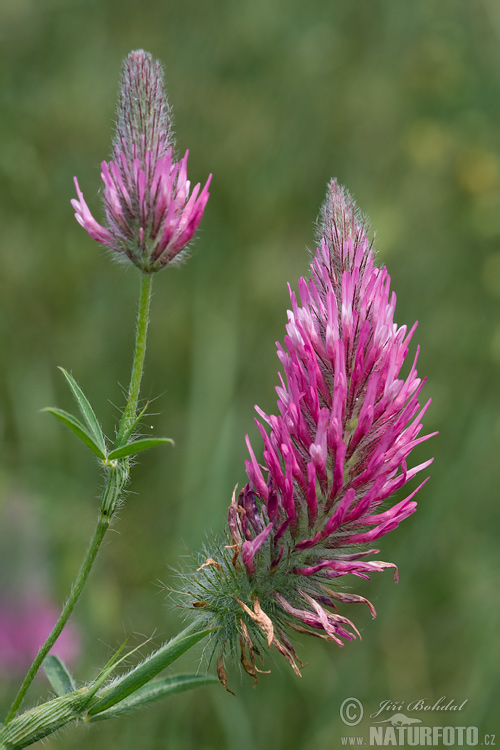 Trifolium rubens