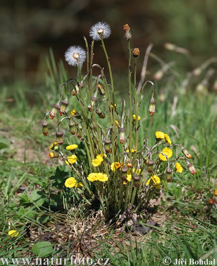 Tussilago farfara